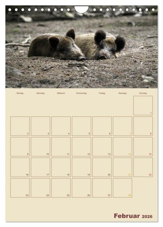 Produktbild: Wildschweine (Wandkalender 2026 DIN A4 hoch), CALVENDO Monatskalender