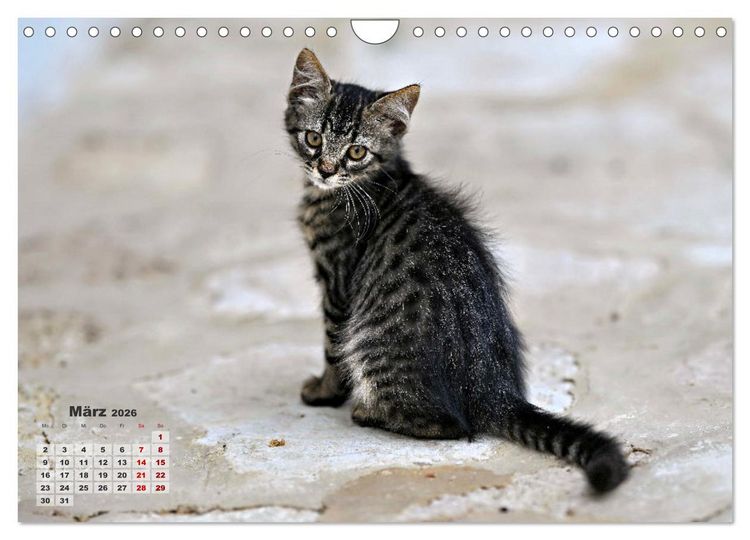 Produktbild: Die Streuner von La Marsa (Wandkalender 2026 DIN A4 quer), CALVENDO Monatskalender