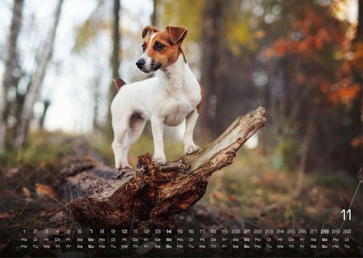 Produktbild: Wuff - Unsere Vierbeiner - Der Hundekalender - 2027 - Kalender DIN A3
