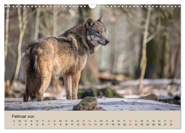 Produktbild: Wolfsrudel (Wandkalender 2026 DIN A3 quer), CALVENDO Monatskalender