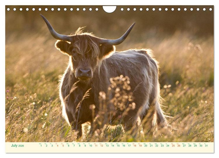 Produktbild: The Hairy Cow Calendar (Wall Calendar 2026 DIN A4 landscape), CALVENDO 12 Month Wall Calendar