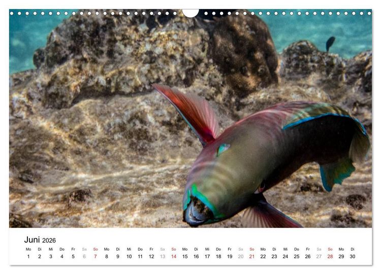 Produktbild: Unterwasserwelt der Malediven I (Wandkalender 2026 DIN A3 quer), CALVENDO Monatskalender