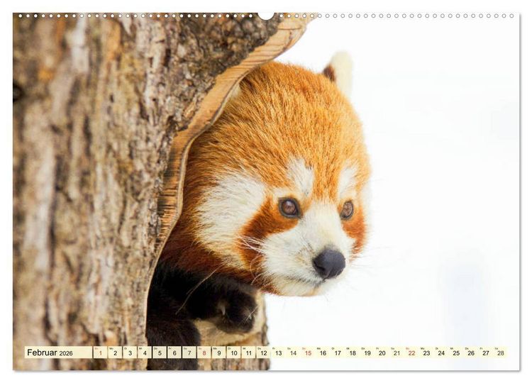 Produktbild: Roter Panda. Die superknuddeligen Katzenb&auml;ren (hochwertiger Premium Wandkalender 2026 DIN A2 quer), Kunstdruck in Hochglanz