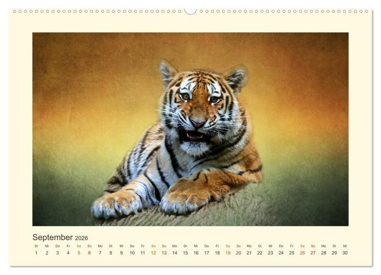 Produktbild: Sibirische Tigerportraits (hochwertiger Premium Wandkalender 2026 DIN A2 quer), Kunstdruck in Hochglanz