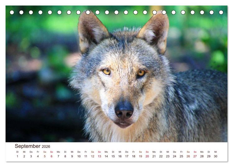 Produktbild: W&ouml;lfe 2026. Tierische Impressionen (Tischkalender 2026 DIN A5 quer), CALVENDO Monatskalender