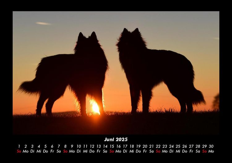 Produktbild: Hunde 2025 Fotokalender DIN A3