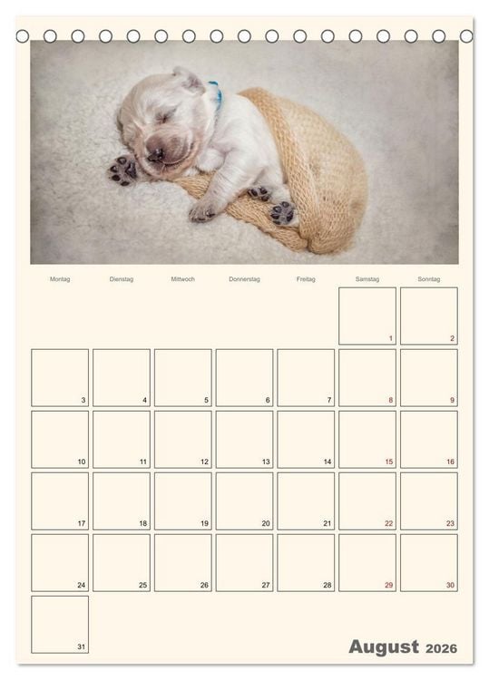 Produktbild: Zauberhafte Golden Retriever (Tischkalender 2026 DIN A5 hoch), CALVENDO Monatskalender