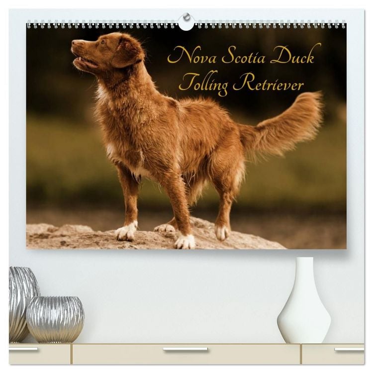 Produktbild: Nova Scotia Duck Tolling Retriever (hochwertiger Premium Wandkalender 2027 DIN A2 quer), Kunstdruck in Hochglanz