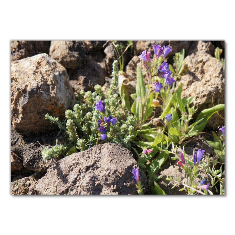 Produktbild: Lais Puzzle Blume Steinw&uuml;ste Fuerteventura 1000 Teile