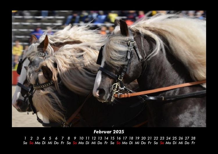 Produktbild: Pferdegefl&uuml;ster 2025 Fotokalender DIN A3