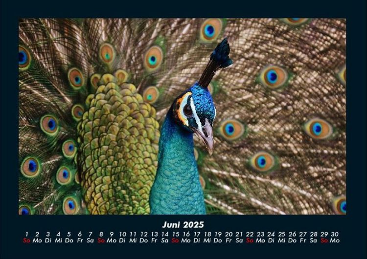 Produktbild: Vogelparadies 2025 Fotokalender DIN A4