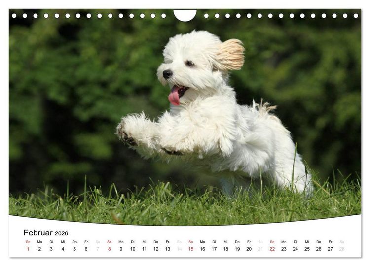 Produktbild: Welpen - Puppies (Wandkalender 2026 DIN A4 quer), CALVENDO Monatskalender