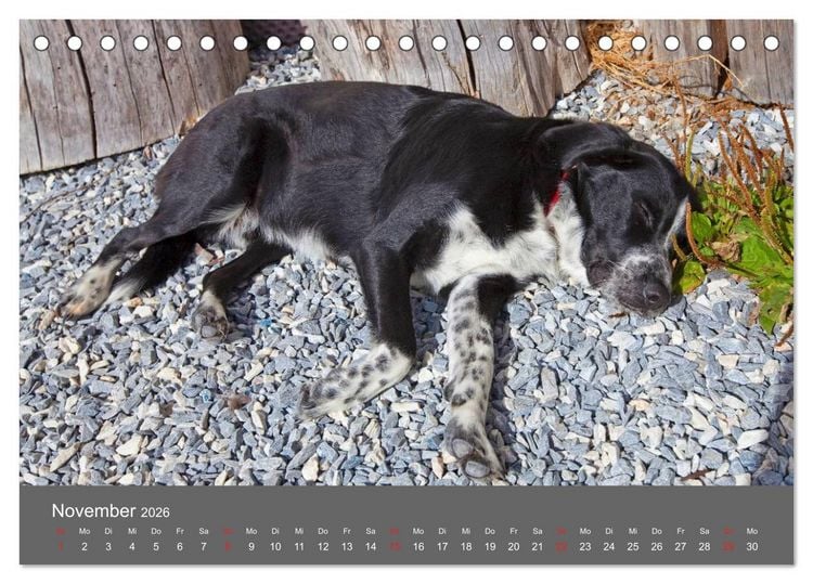 Produktbild: Wir sind die Stars am Bauernhof (Tischkalender 2026 DIN A5 quer), CALVENDO Monatskalender