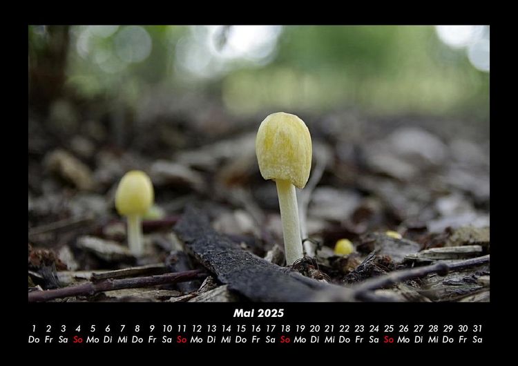 Produktbild: Pilzkalender 2025 Fotokalender DIN A3