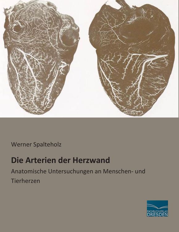 Produktbild: Die Arterien der Herzwand
