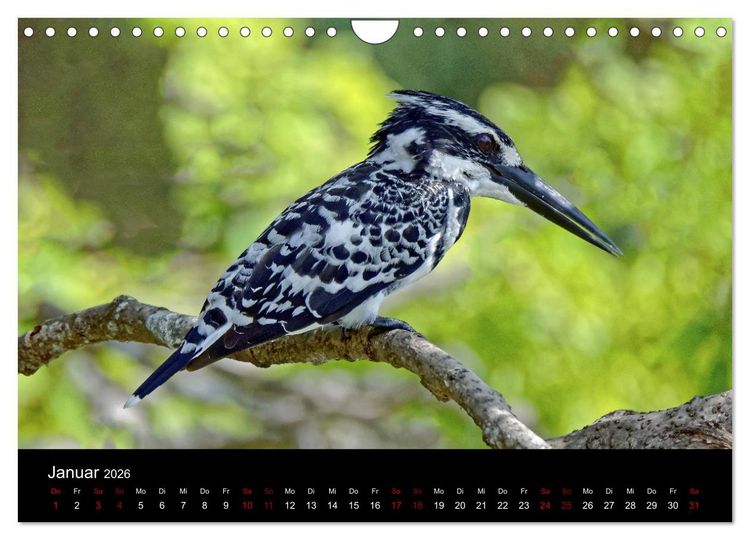 Produktbild: Sri Lanka - Tierische Momente (Wandkalender 2026 DIN A4 quer), CALVENDO Monatskalender