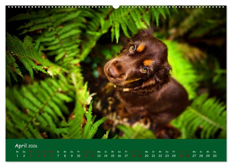 Produktbild: Elvis ein Engl. Cocker Spaniel wird Gro&szlig; (Wandkalender 2026 DIN A2 quer), CALVENDO Monatskalender