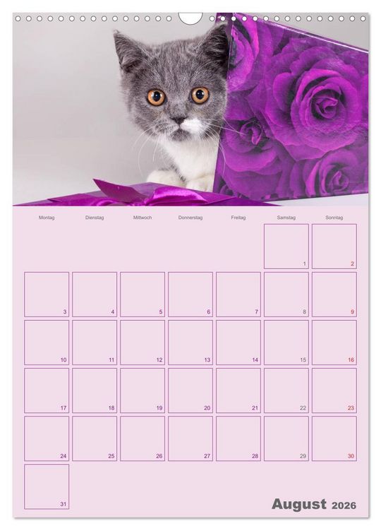 Produktbild: Britisch Kurzhaar Katzen - Planer (Wandkalender 2026 DIN A3 hoch), CALVENDO Monatskalender