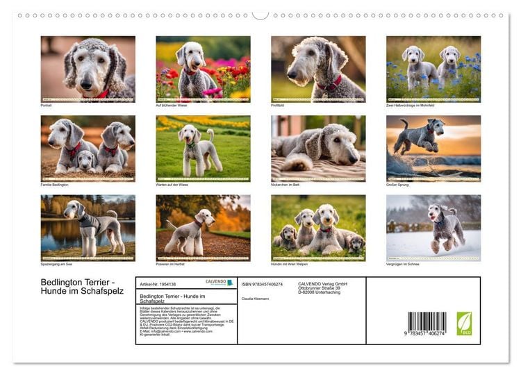 Produktbild: Bedlington Terrier - Hunde im Schafspelz (hochwertiger Premium Wandkalender 2026 DIN A2 quer), Kunstdruck in Hochglanz