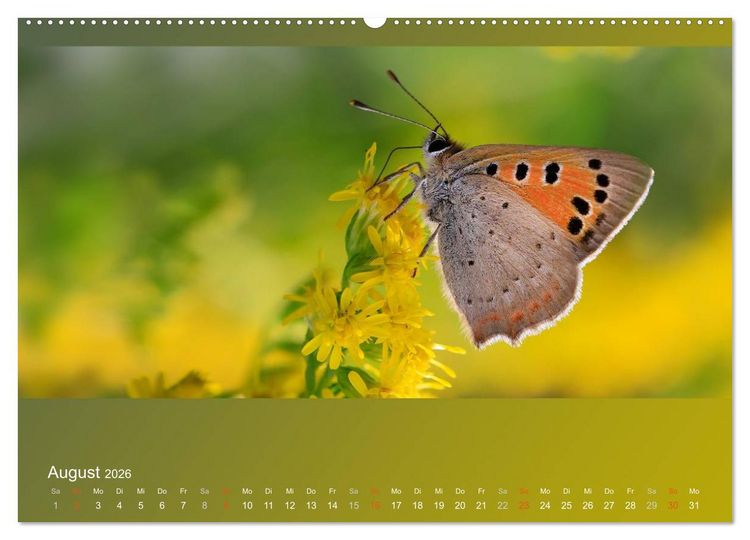 Produktbild: Falter, K&auml;fer und Co.faszinierend, doch extrem gef&auml;hrdet (Wandkalender 2026 DIN A2 quer), CALVENDO Monatskalender