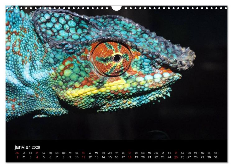 Produktbild: Cam&eacute;l&eacute;ons - Petits dragons d'Afrique. (Calendrier mural 2026 DIN A3 vertical), CALVENDO calendrier mensuel