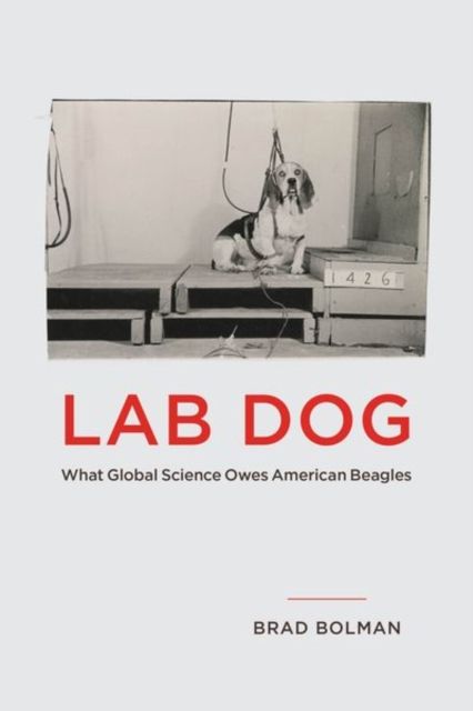 Produktbild: Bolman, B: Lab Dog