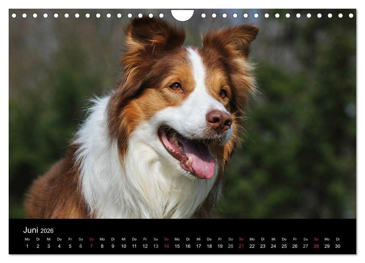 Produktbild: Border Collie 2026 (Wandkalender 2026 DIN A4 quer), CALVENDO Monatskalender