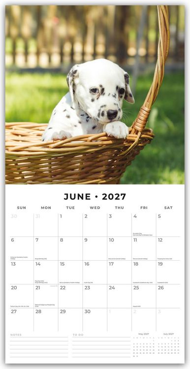 Produktbild: Dalmatian Puppies &ndash; Dalmatiner Welpen 2027 &ndash; 16-Monatskalender