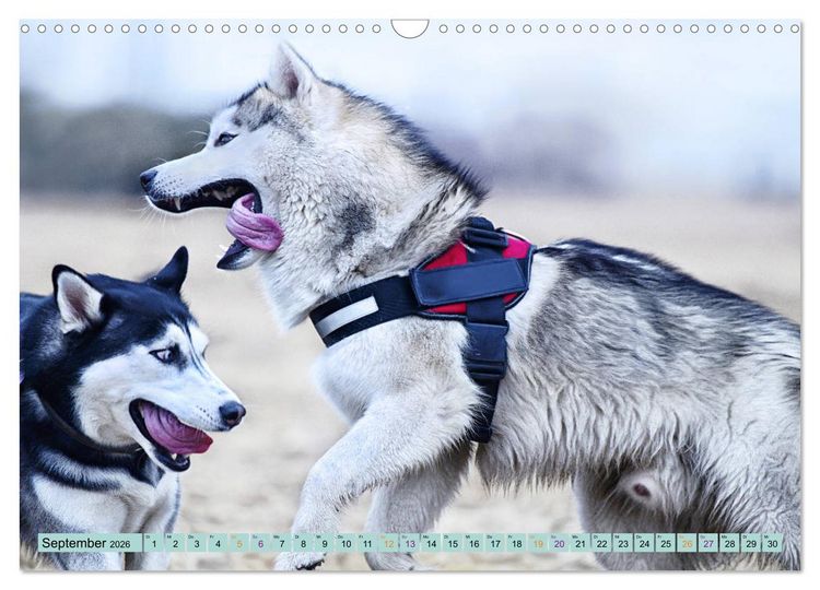 Produktbild: Huskies - Tolle Gef&auml;hrten (Wandkalender 2026 DIN A3 quer), CALVENDO Monatskalender