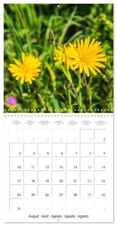 Produktbild: Herbal Haven. Enchanting Healing Plants (Wall Calendar 2026 12 &times; 12 Inch) CALVENDO 12 Month Wall Calendar