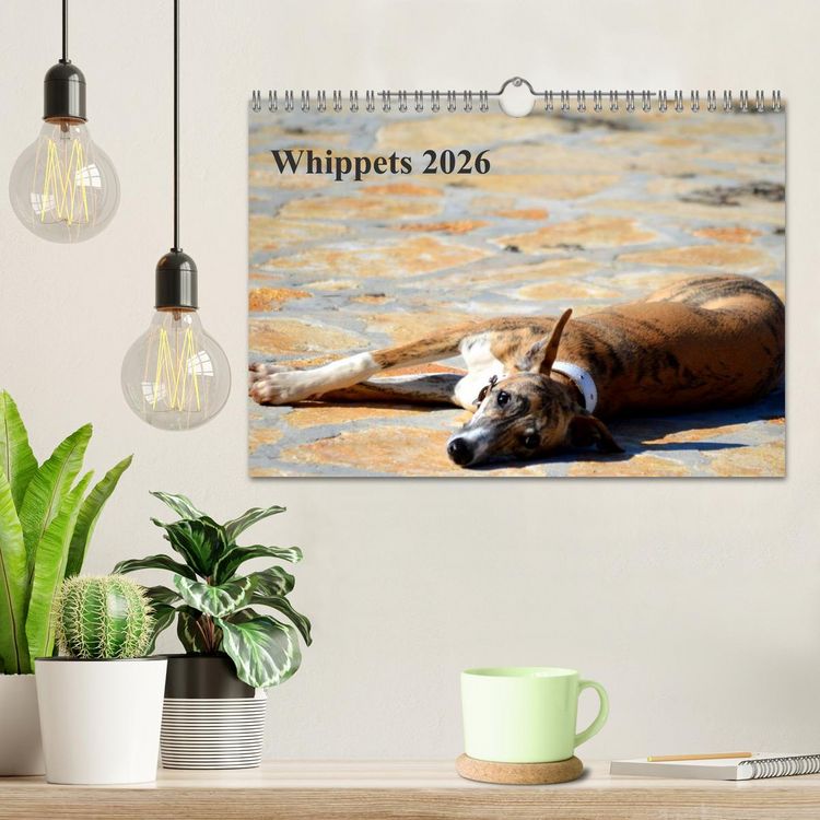 Produktbild: Whippet 2026 (Wandkalender 2026 DIN A4 quer), CALVENDO Monatskalender