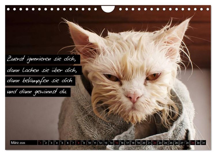 Produktbild: Der "philosophische" Katzenkalender 2026 (Wandkalender 2026 DIN A4 quer), CALVENDO Monatskalender