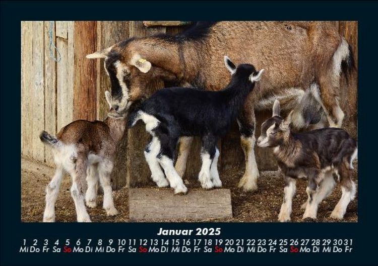 Produktbild: Der Tierkalender 2025 Fotokalender DIN A5