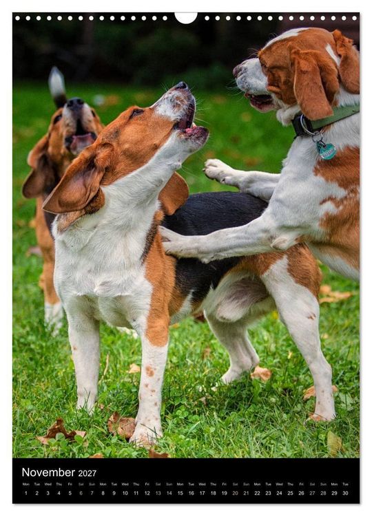 Produktbild: Beagles in action (Wall Calendar 2027 DIN A3 portrait), CALVENDO 12 Month Wall Calendar