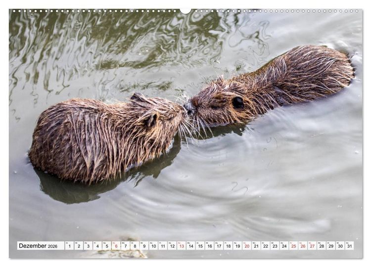 Produktbild: NUTRIA mit Nachwuchs (Wandkalender 2026 DIN A2 quer), CALVENDO Monatskalender