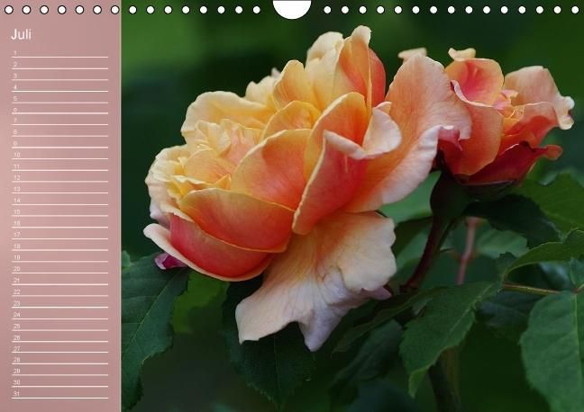 Produktbild: Zarte Sch&ouml;nheiten - Rosen (Wandkalender immerw&auml;hrend DIN A4 quer)