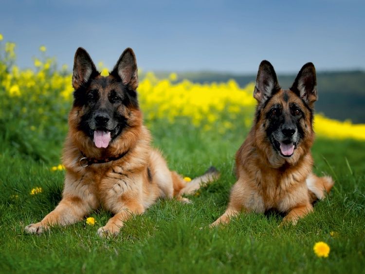 Produktbild: Deutsche Sch&auml;ferhunde (Puzzle)