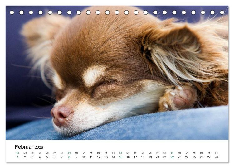 Produktbild: Chihuahuas - kleine Herzensbrecher (Tischkalender 2026 DIN A5 quer), CALVENDO Monatskalender