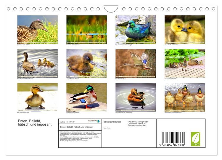 Produktbild: Enten. Beliebt, h&uuml;bsch und imposant (Wandkalender 2026 DIN A4 quer), CALVENDO Monatskalender