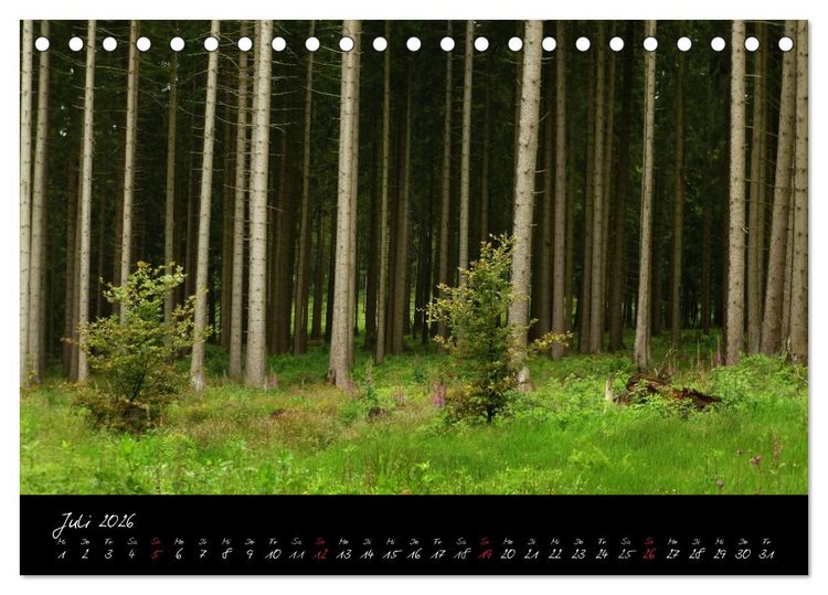 Produktbild: Wald (Tischkalender 2026 DIN A5 quer), CALVENDO Monatskalender