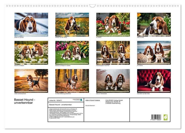 Produktbild: Basset Hound - unverkennbar (Wandkalender 2026 DIN A2 quer), CALVENDO Monatskalender