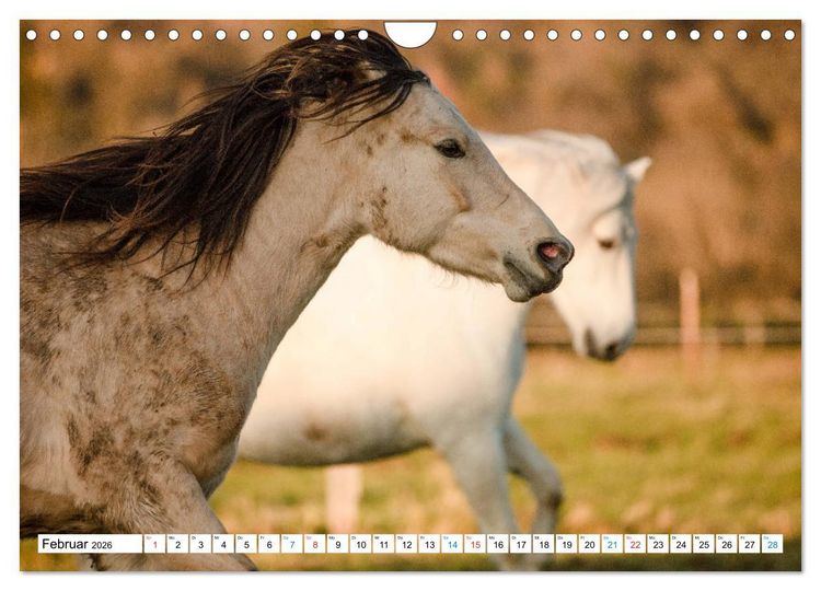 Produktbild: Durch das Jahr mit dem Connemara Pony Holly (Wandkalender 2026 DIN A4 quer), CALVENDO Monatskalender