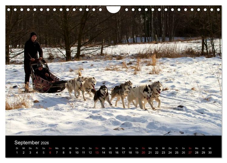 Produktbild: Huskys (Wandkalender 2026 DIN A4 quer), CALVENDO Monatskalender
