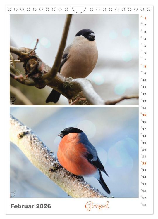 Produktbild: Vogel-Paare (Wandkalender 2026 DIN A4 hoch), CALVENDO Monatskalender