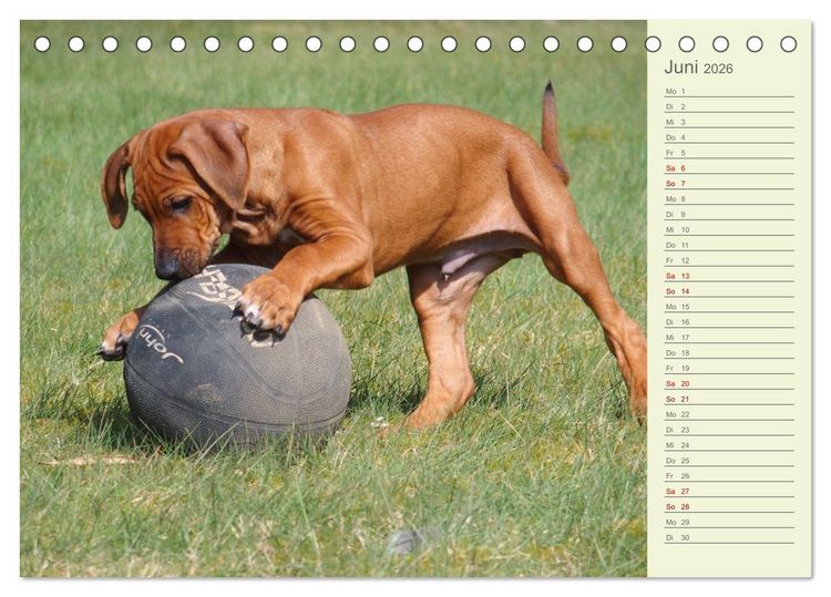 Produktbild: Rhodesian Ridgeback - Jung, wild, zuckers&uuml;&szlig; (Tischkalender 2026 DIN A5 quer), CALVENDO Monatskalender