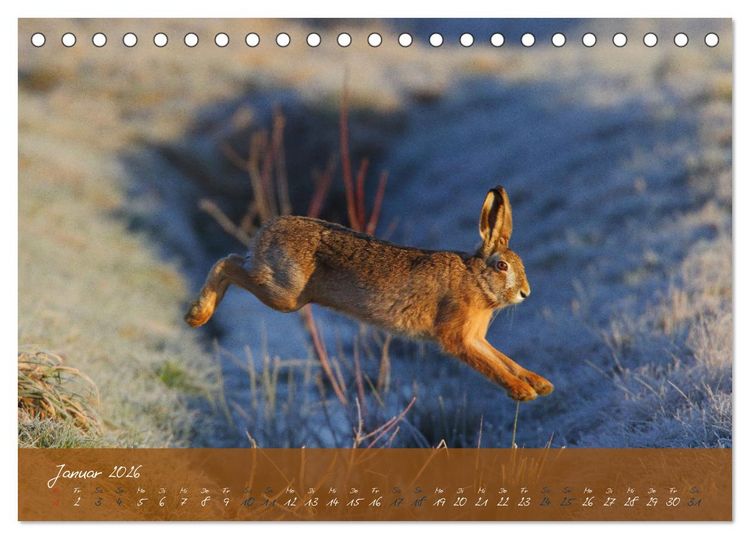 Produktbild: Feldhasen in H&ouml;chstform (Tischkalender 2026 DIN A5 quer), CALVENDO Monatskalender