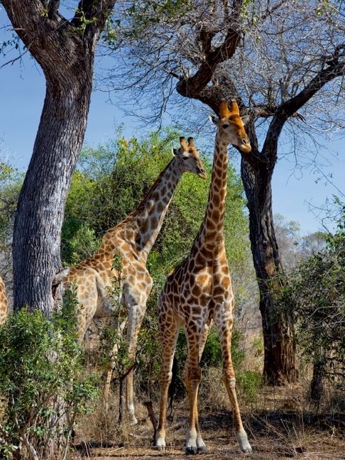 Produktbild: CALVENDO Puzzle Giraffen im Kr&uuml;ger NP | 1000 Teile Lege-Gr&ouml;&szlig;e 64x48cm Foto-Puzzle f&uuml;r gl&uuml;ckliche Stunden