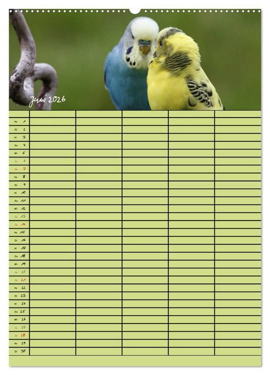Produktbild: Der Wellensittich-Familienplaner (hochwertiger Premium Wandkalender 2026 DIN A2 hoch), Kunstdruck in Hochglanz
