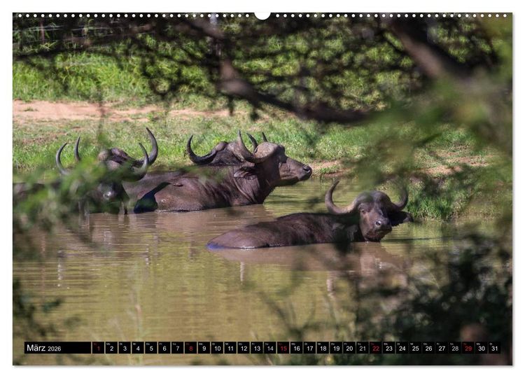 Produktbild: Afrikas wilde Tiere (Wandkalender 2026 DIN A2 quer), CALVENDO Monatskalender