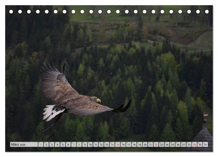 Produktbild: Wildtiere. Heimische Sch&ouml;nheiten (Tischkalender 2026 DIN A5 quer), CALVENDO Monatskalender